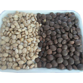 High Efficiency Optical Color Sorter For Walnut / Pecan / Almond Classification