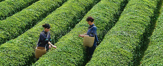 CCD  Green Tea Optical Sorting Machine