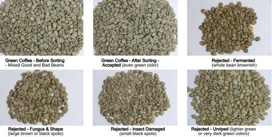 Arabica And Robusta Optical Coffee Been Sorting Machines